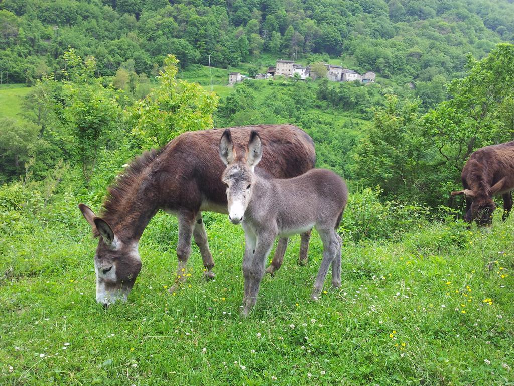 Agriturismo Ca Sonino Bettola  Eksteriør bilde